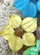 Бусины стеклянные лэмпворк (lampwork) Орхидея средняя желтая